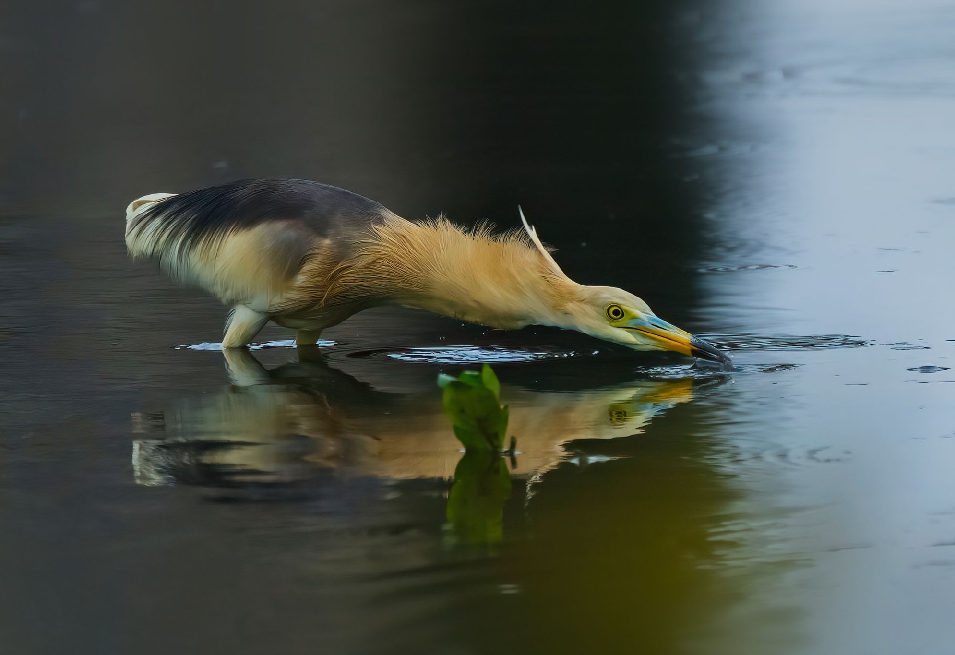 1亿像素生态摄影的魅力 富士GFX100 II相机+GF500mmF5.6镜头拍鸟体验