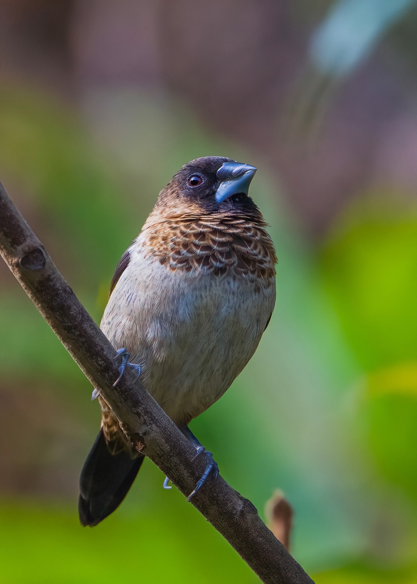 记录鸟飞翔的瞬间 尼康Z9+Z600mm f/6.3 VR S镜头生态摄影体验