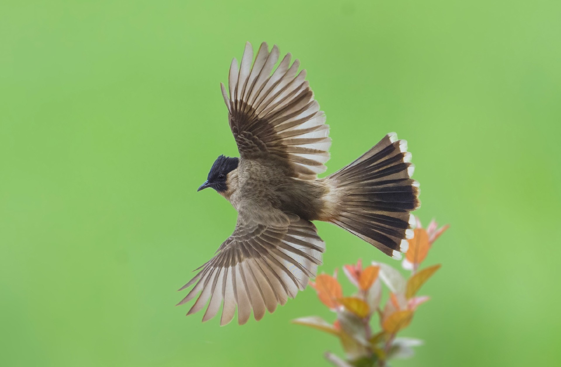 记录鸟飞翔的瞬间 尼康Z9+Z600mm f/6.3 VR S镜头生态摄影体验