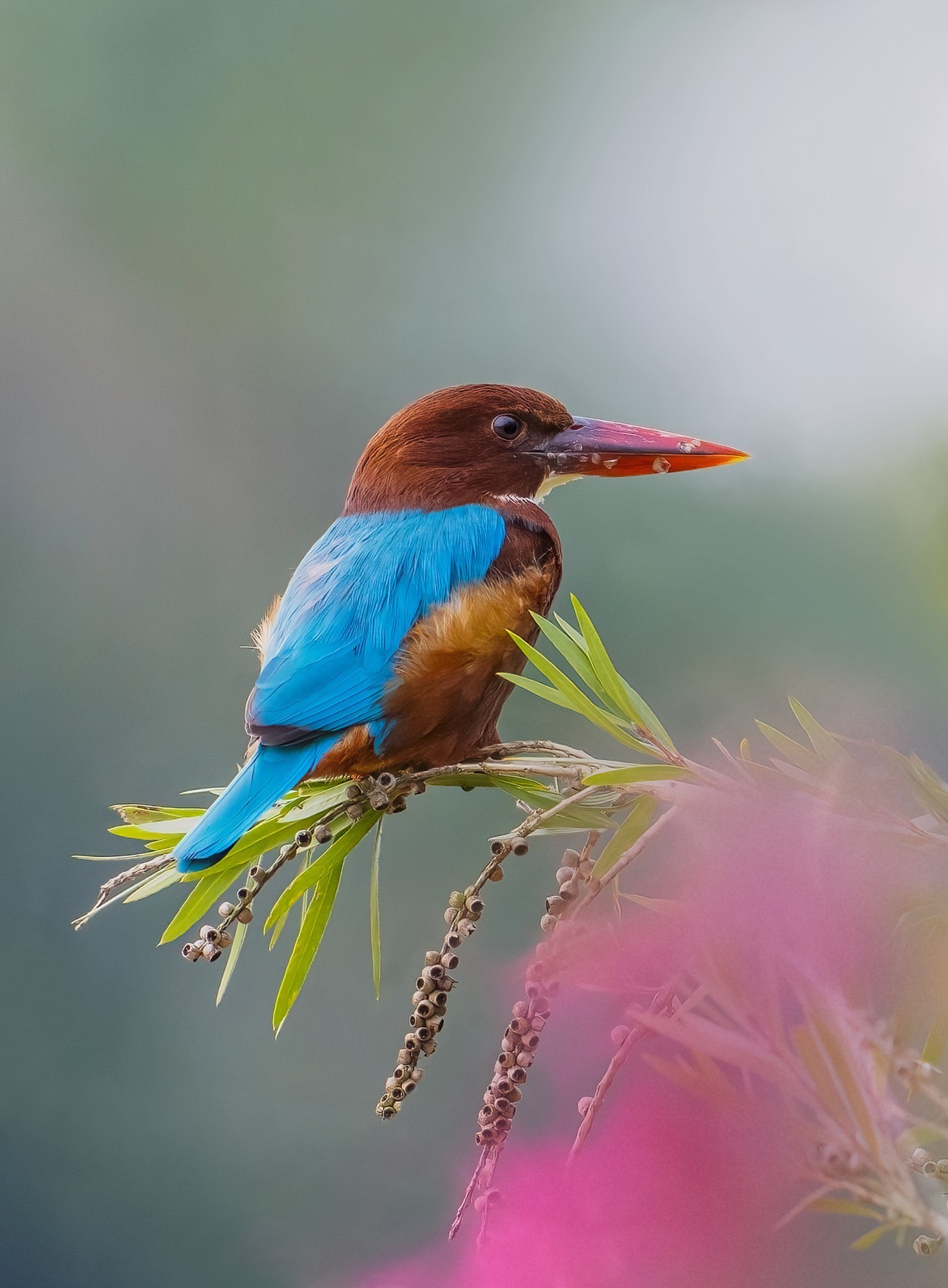 记录鸟飞翔的瞬间 尼康Z9+Z600mm f/6.3 VR S镜头生态摄影体验