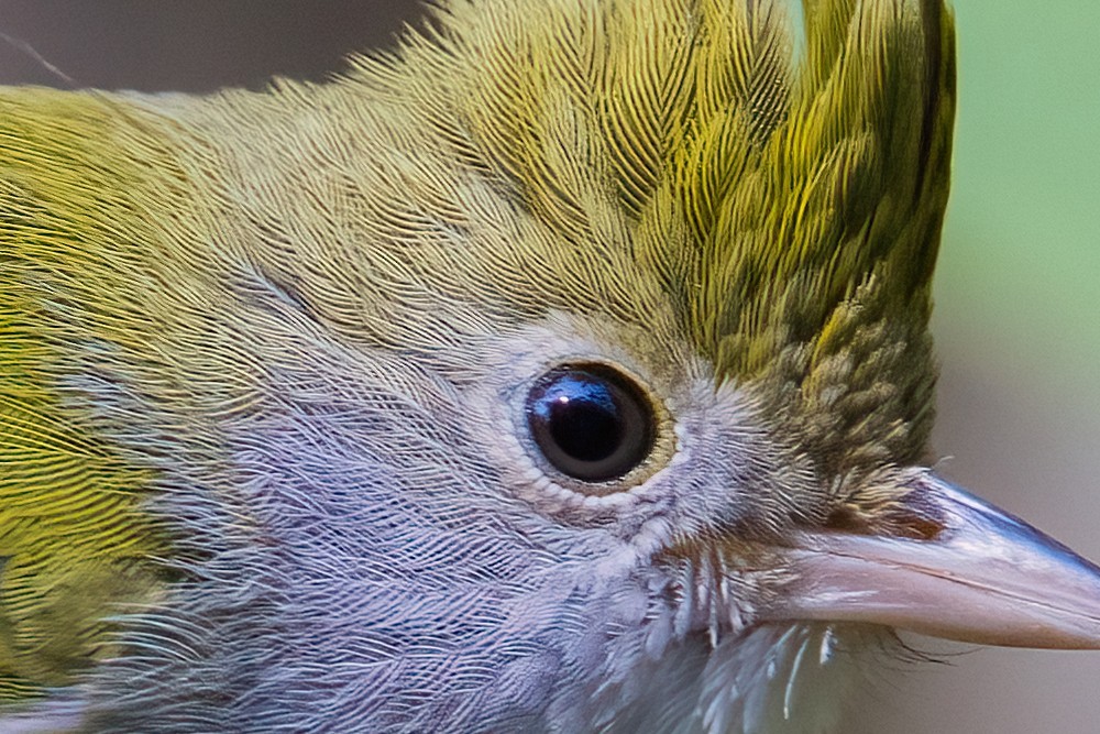 记录鸟飞翔的瞬间 尼康Z9+Z600mm f/6.3 VR S镜头生态摄影体验