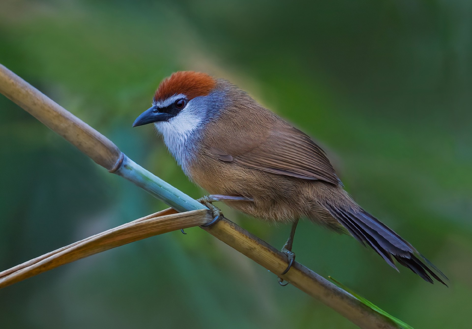记录鸟飞翔的瞬间 尼康Z9+Z600mm f/6.3 VR S镜头生态摄影体验