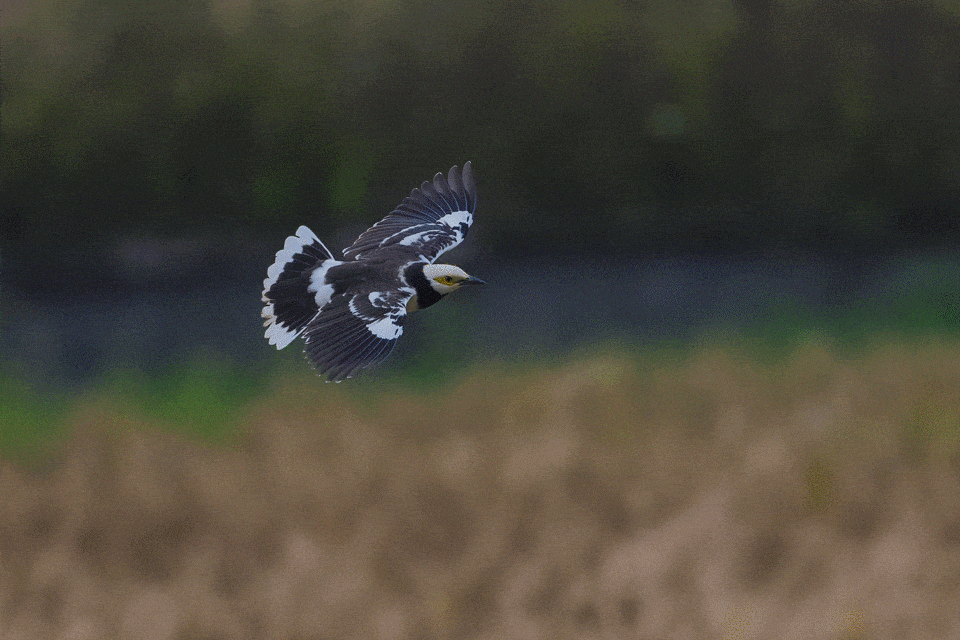 记录鸟飞翔的瞬间 尼康Z9+Z600mm f/6.3 VR S镜头生态摄影体验