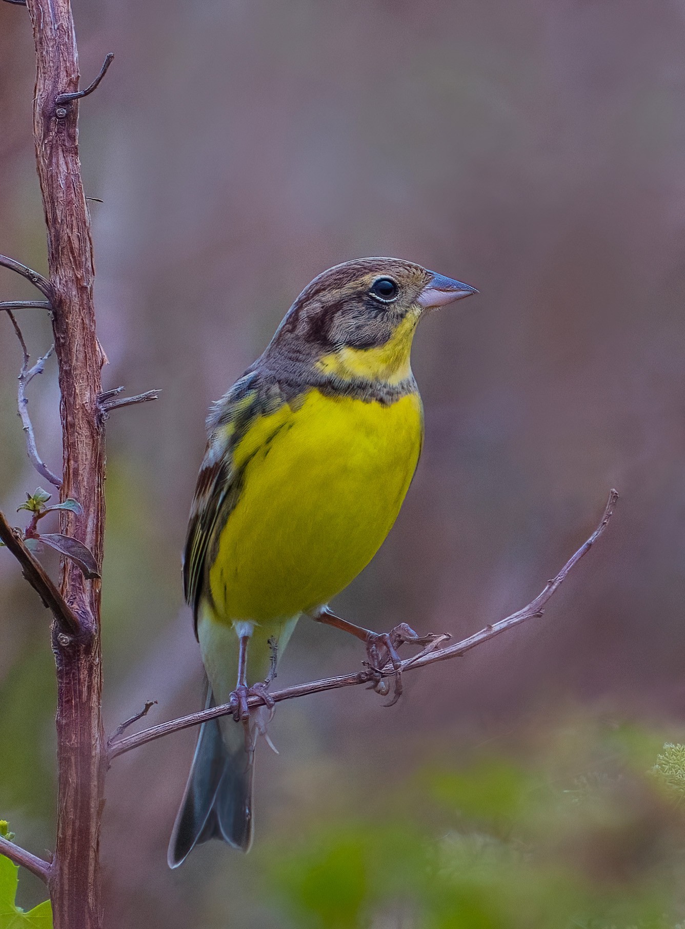 记录鸟飞翔的瞬间 尼康Z9+Z600mm f/6.3 VR S镜头生态摄影体验