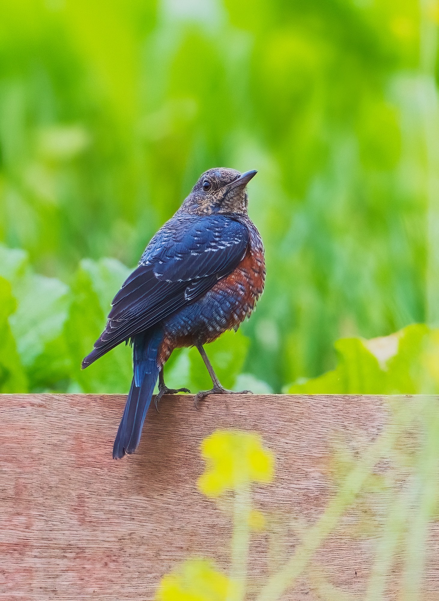 记录鸟飞翔的瞬间 尼康Z9+Z600mm f/6.3 VR S镜头生态摄影体验