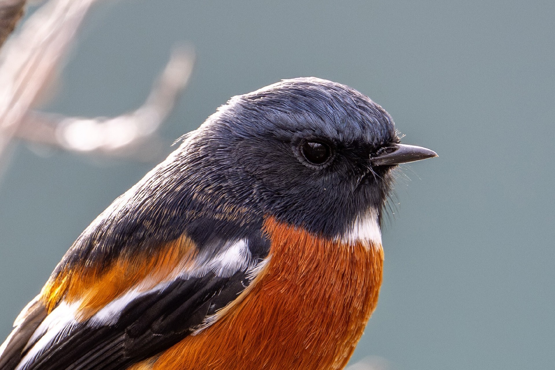 迅翼凝眸 尼康Z9+尼克尔 Z 600mm f/6.3 VR S生态摄影体验