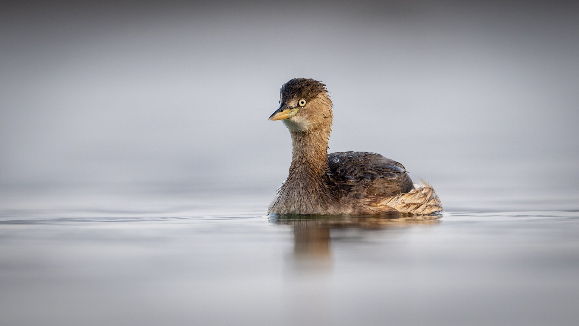 迅翼凝眸 尼康Z9+尼克尔 Z 600mm f/6.3 VR S生态摄影体验