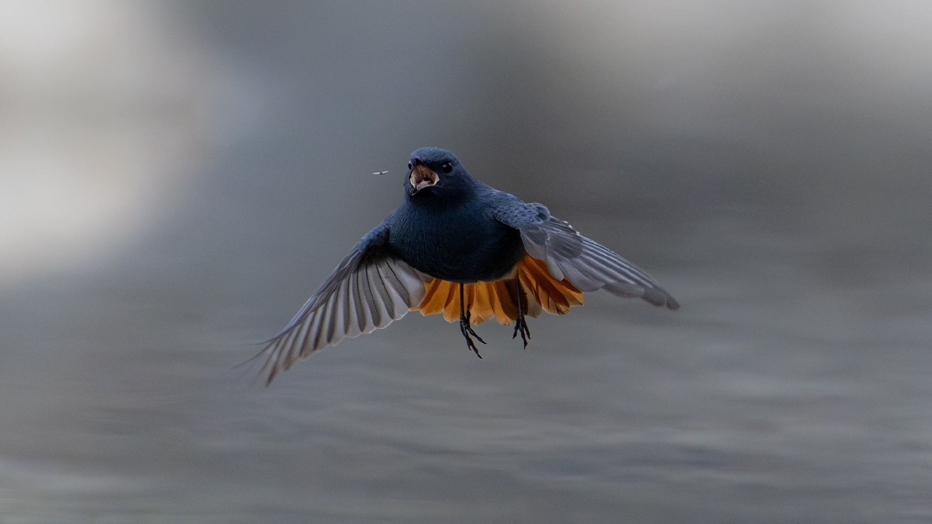 迅翼凝眸 尼康Z9+尼克尔 Z 600mm f/6.3 VR S生态摄影体验