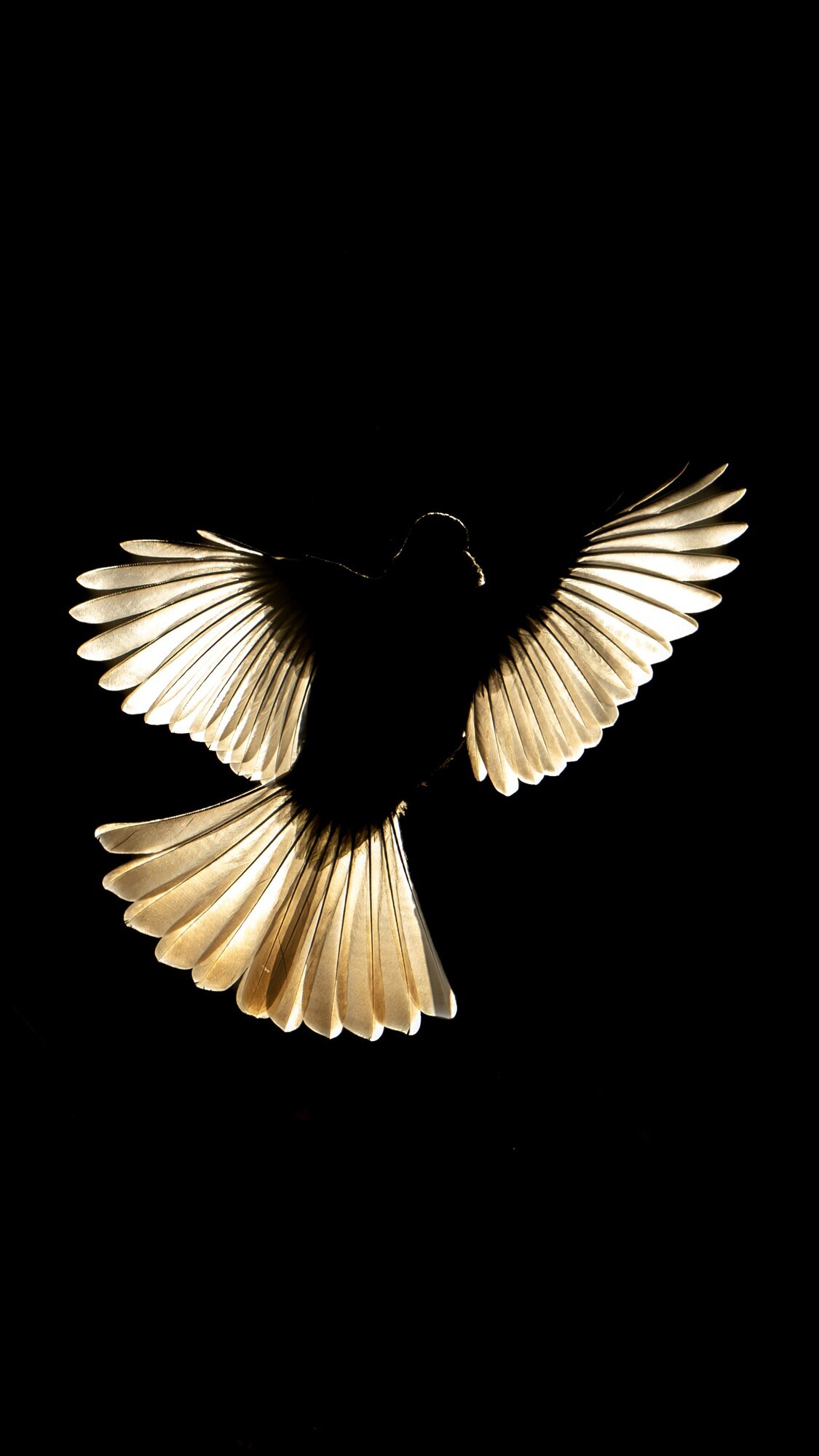 迅翼凝眸 尼康Z9+尼克尔 Z 600mm f/6.3 VR S生态摄影体验