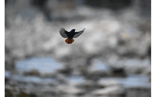 迅翼凝眸 尼康Z9+尼克尔 Z 600mm f/6.3 VR S生态摄影体验