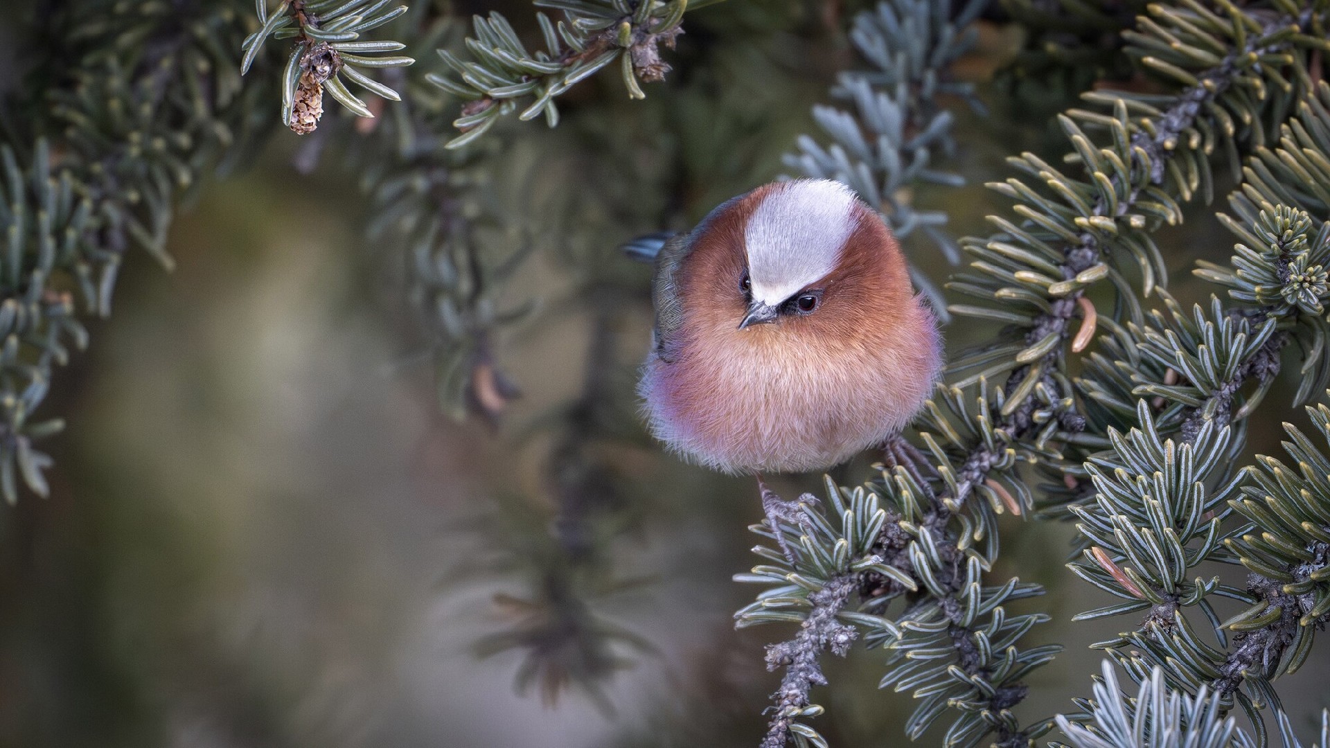 迅翼凝眸 尼康Z9+尼克尔 Z 600mm f/6.3 VR S生态摄影体验