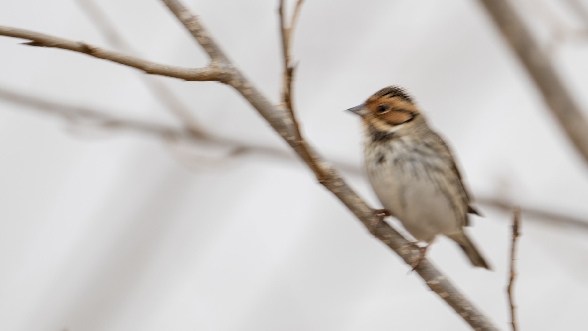迅翼凝眸 尼康Z9+尼克尔 Z 600mm f/6.3 VR S生态摄影体验