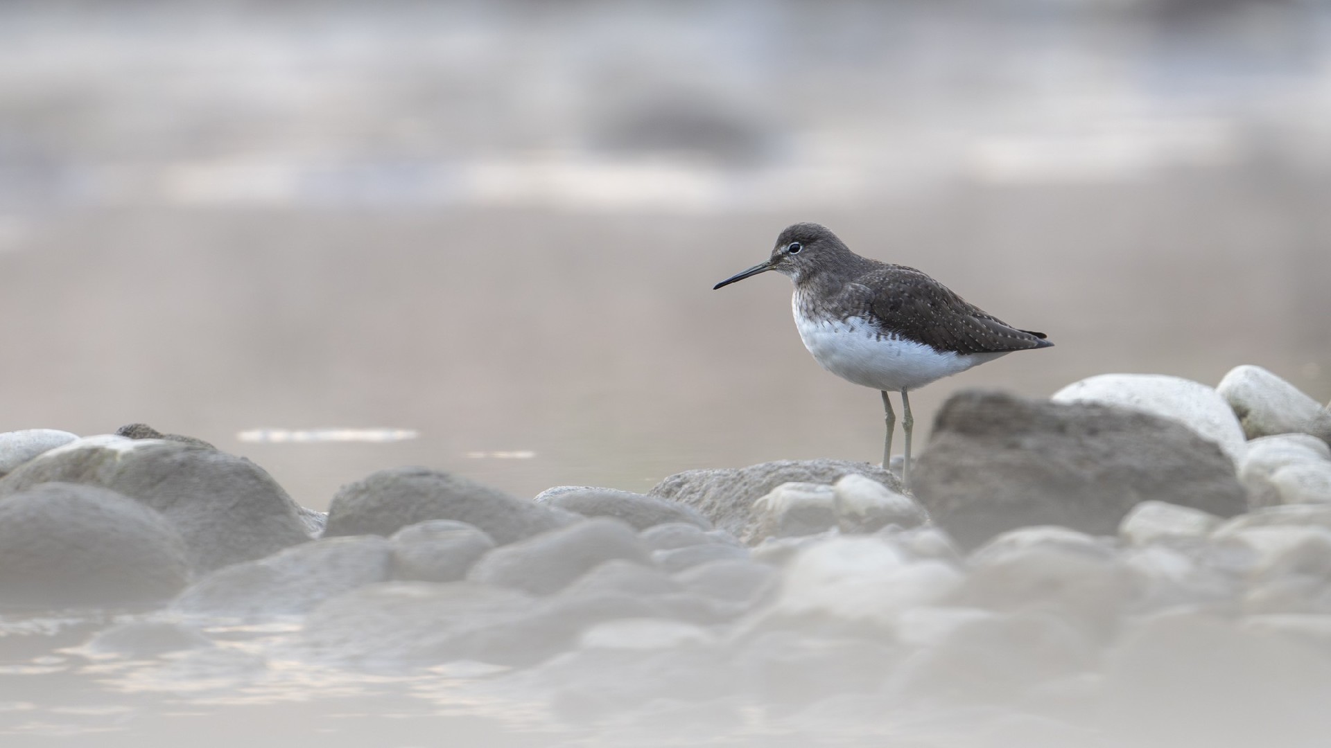 迅翼凝眸 尼康Z9+尼克尔 Z 600mm f/6.3 VR S生态摄影体验
