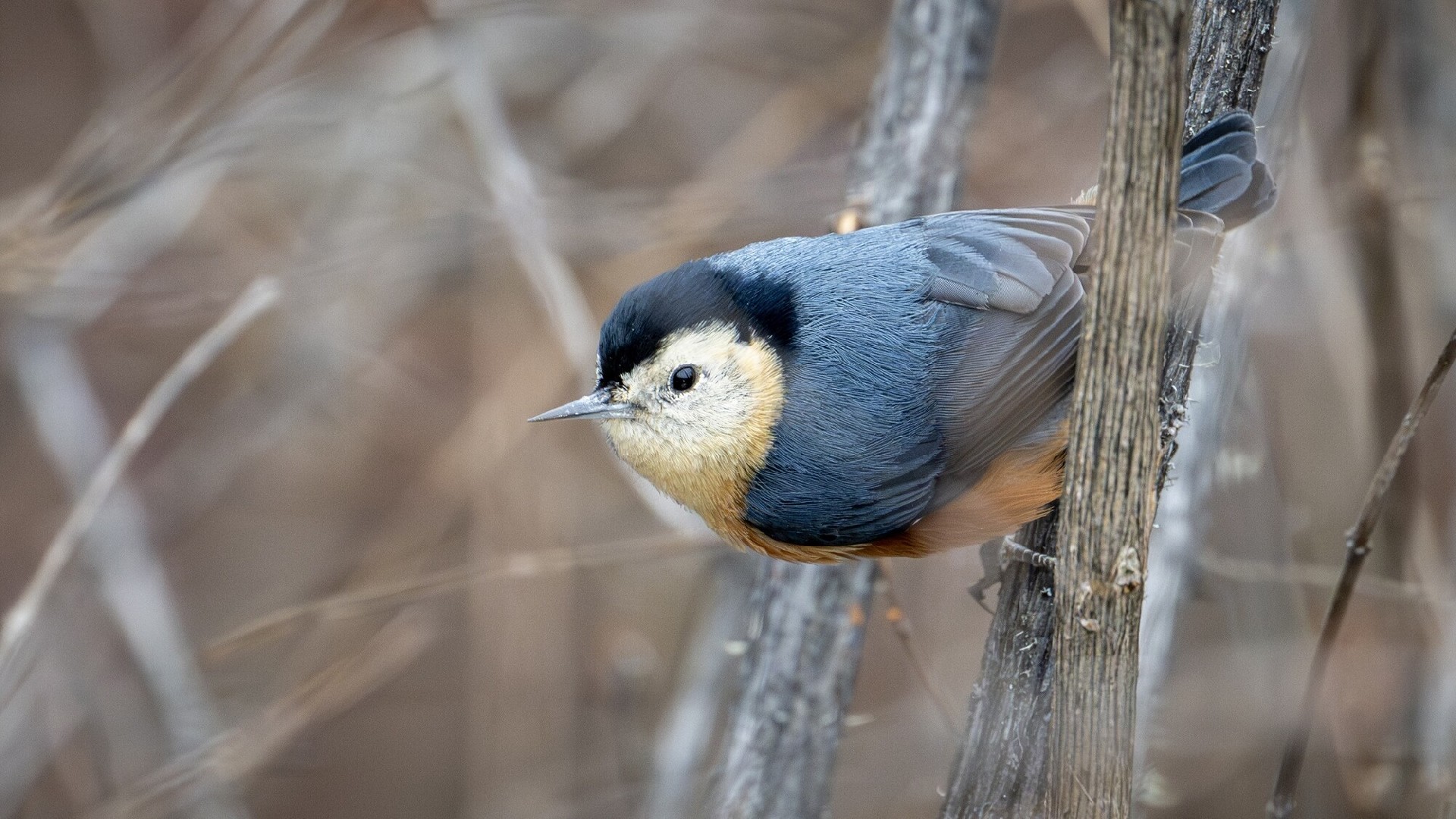 迅翼凝眸 尼康Z9+尼克尔 Z 600mm f/6.3 VR S生态摄影体验