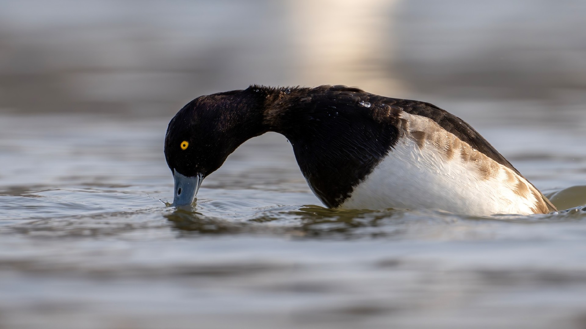 迅翼凝眸 尼康Z9+尼克尔 Z 600mm f/6.3 VR S生态摄影体验