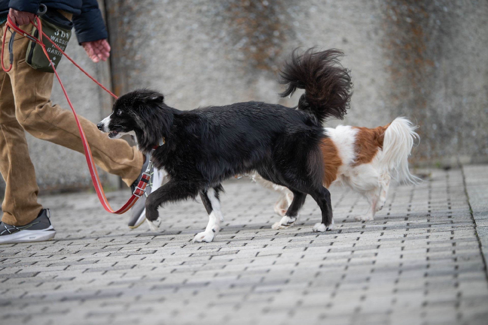 轻巧高画质 尼康Z 70-200mm f/2.8 VR S II镜头体验