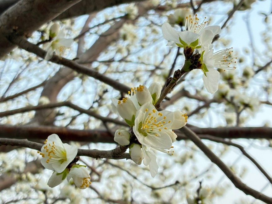 旧瓶装新酒,好喝不好喝?iPhone 17e全面评测