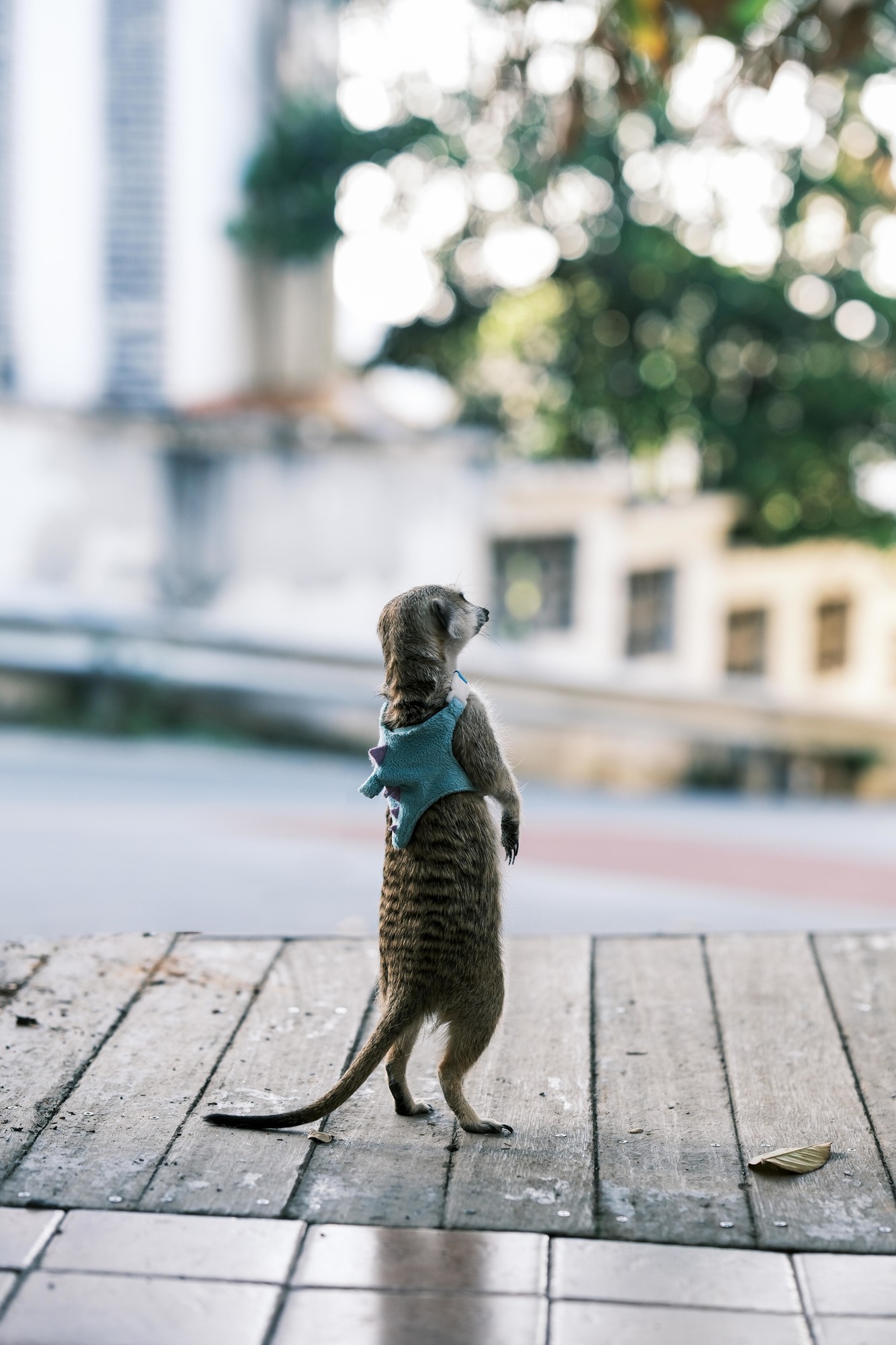 轻巧随行 画质出众 富士X-T50摄影体验