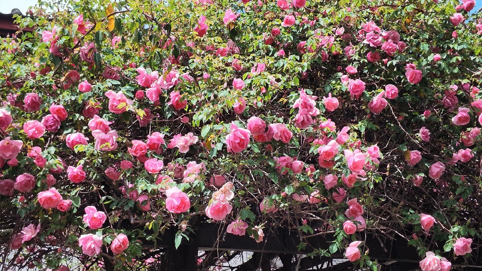 DJI Osmo Pocket 4评测：全新1英寸传感器，体验再升级的口袋云台相机