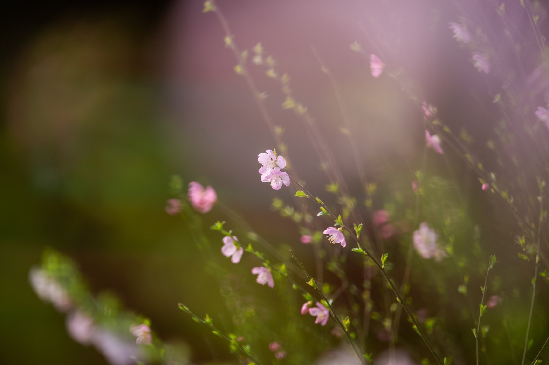 更轻 更强 尼克尔 Z 70-200mm f/2.8 VR S II镜头体验评测