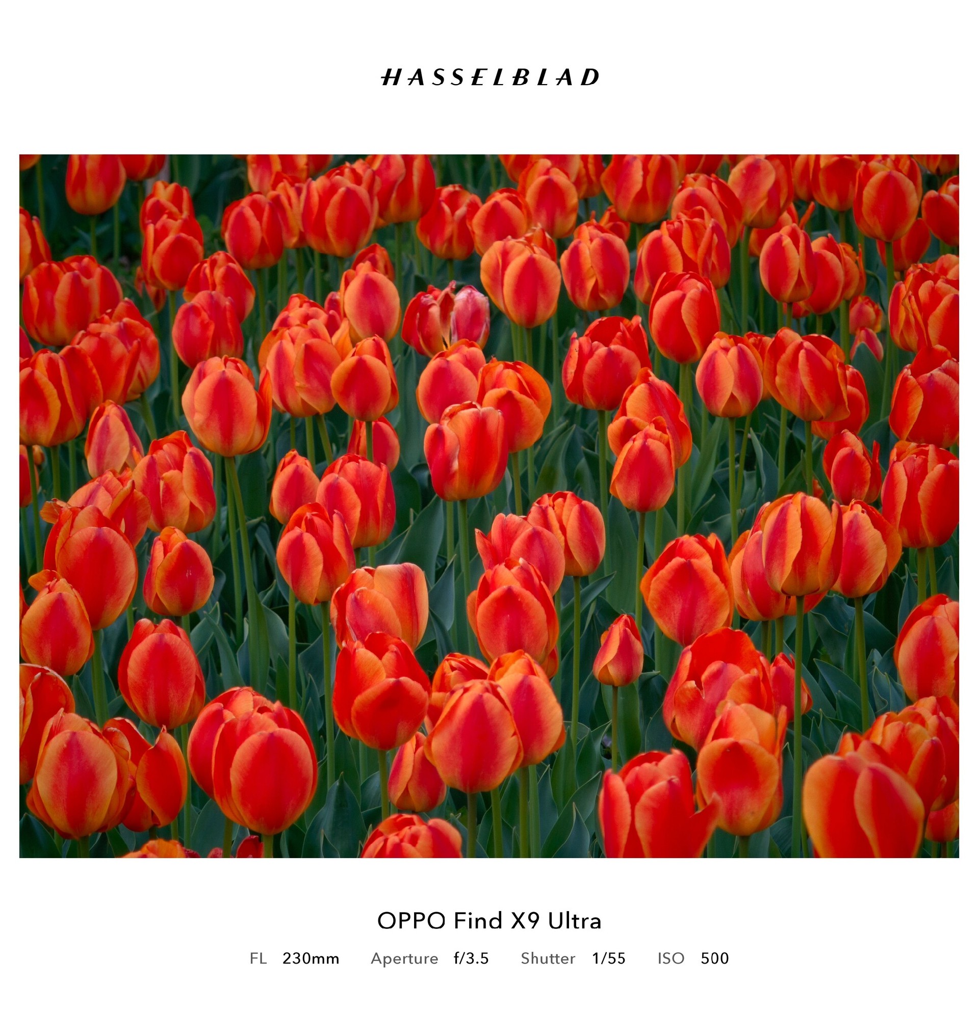 「内置增距镜」？OPPO Find X9 Ultra 哈苏10倍光变天眼长焦解析